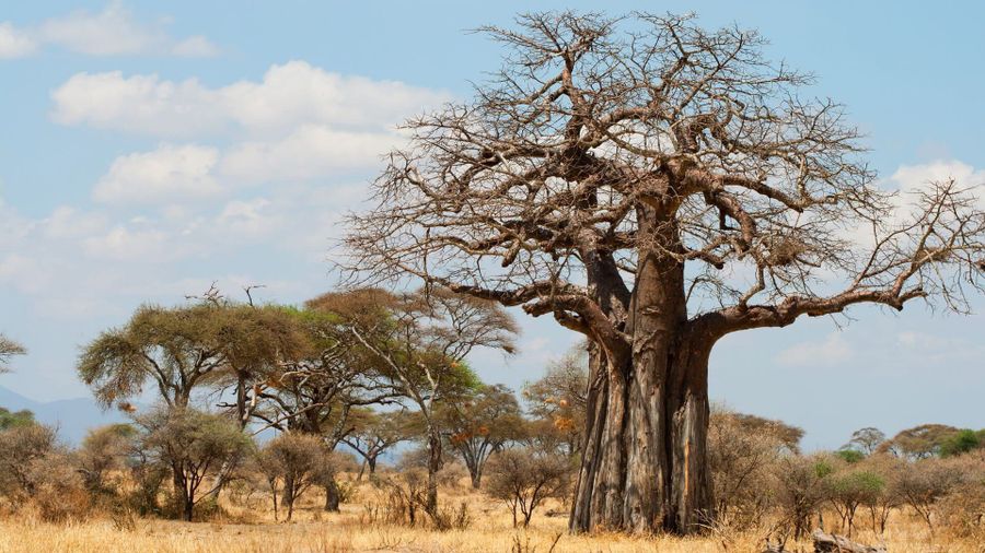 Ancient baobab tree in Tarangire National Park, Tanzania, surrounded by dry-season acacia woodland under a blue sky.