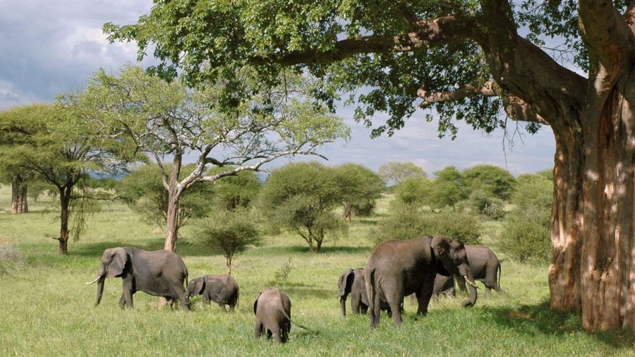 Herd of elephants grazing under acacia trees in Tarangire National Park, Tanzania, during the green season.