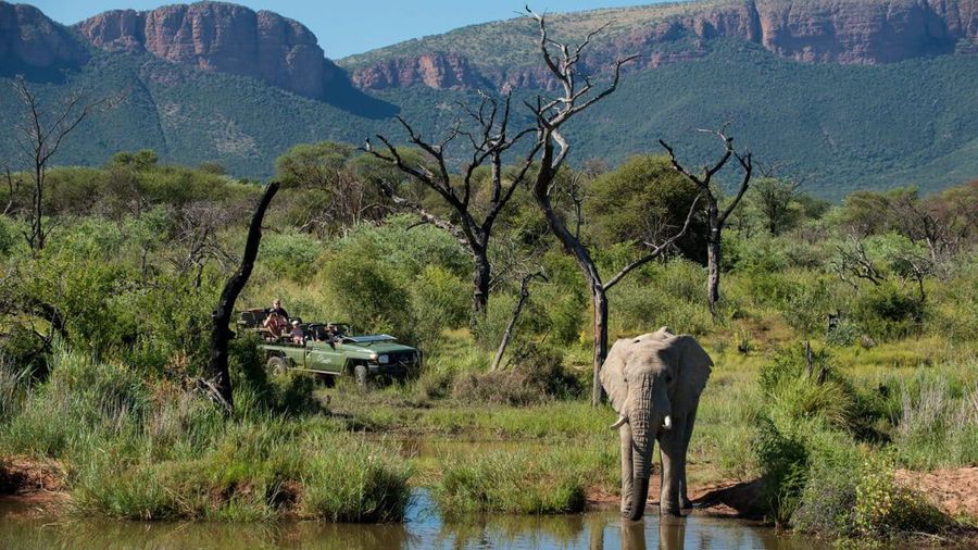 An elephant walks through lush bushveld as guests in a wheelchair-accessible safari vehicle observe from a distance in a scenic South African reserve.