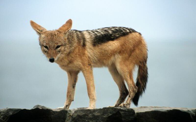 A black-backed jackal in Namibia during the dry season, one of the unique wildlife species often spotted on safari in Etosha National Park.