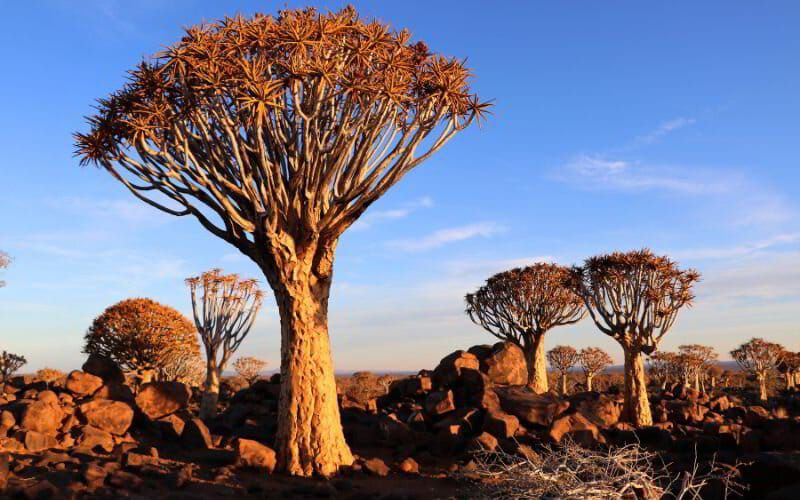Quiver trees at sunset in Namibia’s arid landscape, showcasing the country’s dramatic desert beauty during the dry season safari months.