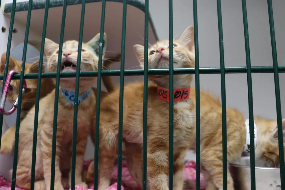 How a lack of pet resources in rural Texoma communities contributes to the stray crisis
