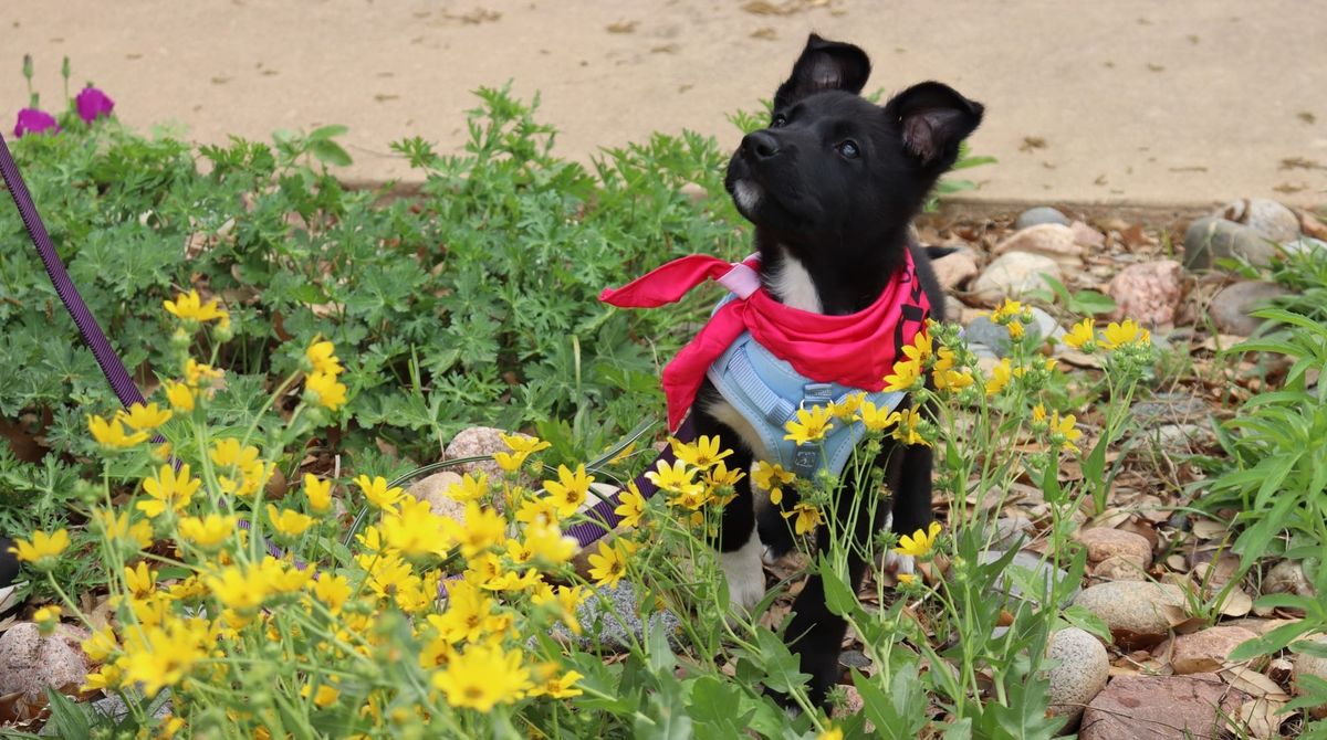 Wichita Falls community gets creative for shelter critters