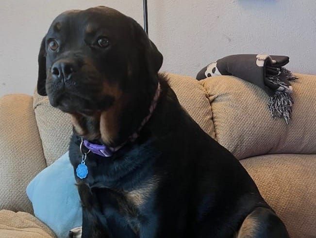 ‘I lost my purpose’: Navy veteran yearning for answers after he says service dog was killed by truck