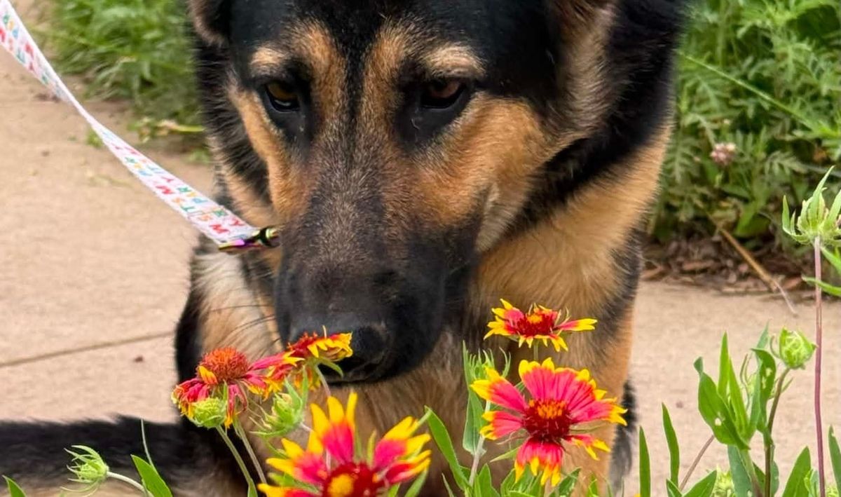 Texoma Tails - May 2026