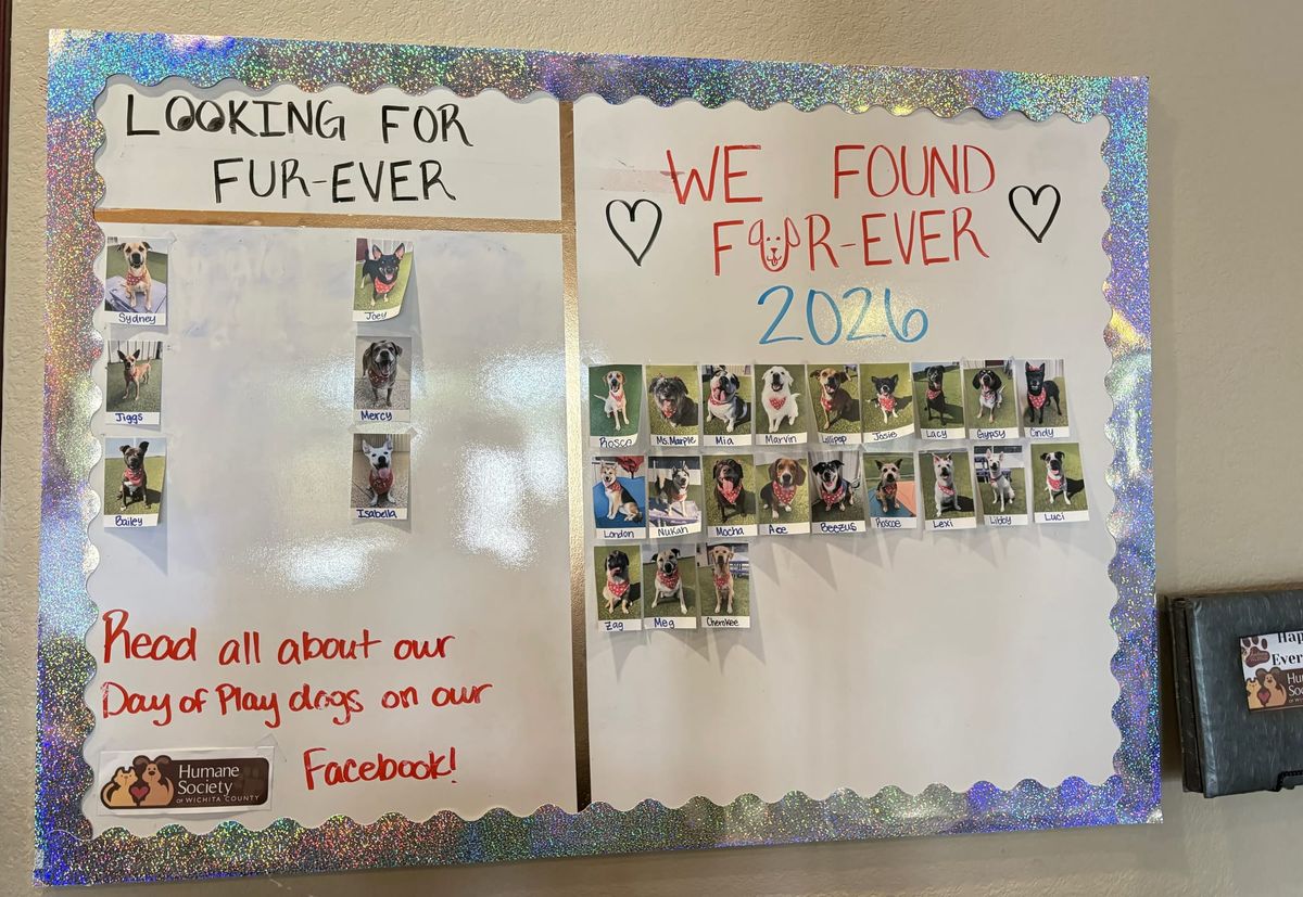 Le Chateau Pet Resort’s partnership with Humane Society has Paw-sitive impact on shelter dogs