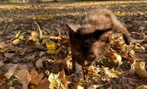 Feeding families in need includes feeding the furry members of the family also, and some Texoma organizations are doing just that