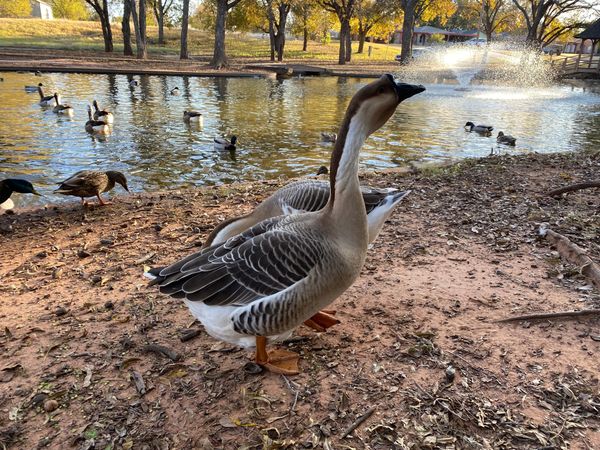 Rural communities responses to wildlife infiltration: a reflection of small town resources and community effort