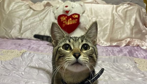 Texoma Tails - February 2026