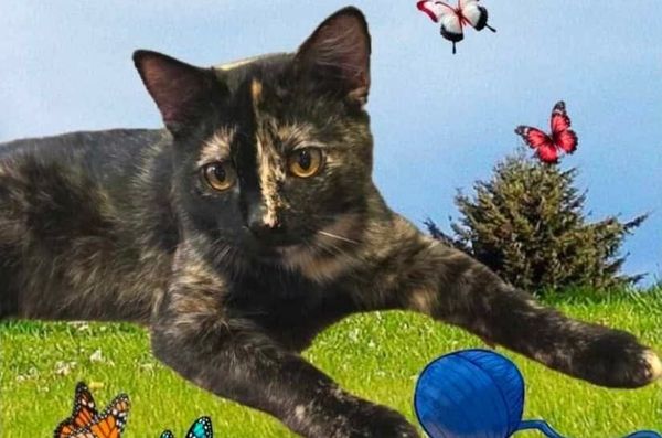 March 2026 Texoma Tails