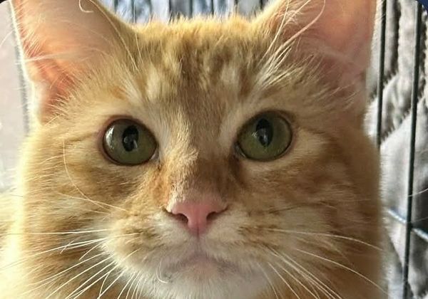 Texoma Tails - April 2026