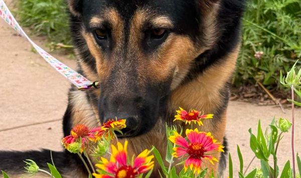 Texoma Tails - May 2026