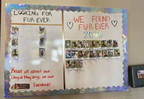 Le Chateau Pet Resort’s partnership with Humane Society has Paw-sitive impact on shelter dogs