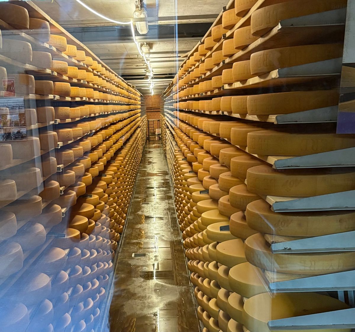 Say Cheese!