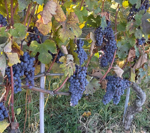 Piemonte