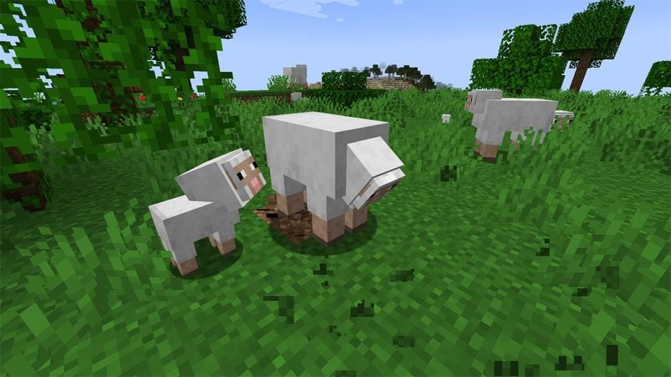 Adult sheep grazing on a grass block beside a lamb, with more sheep in the background.