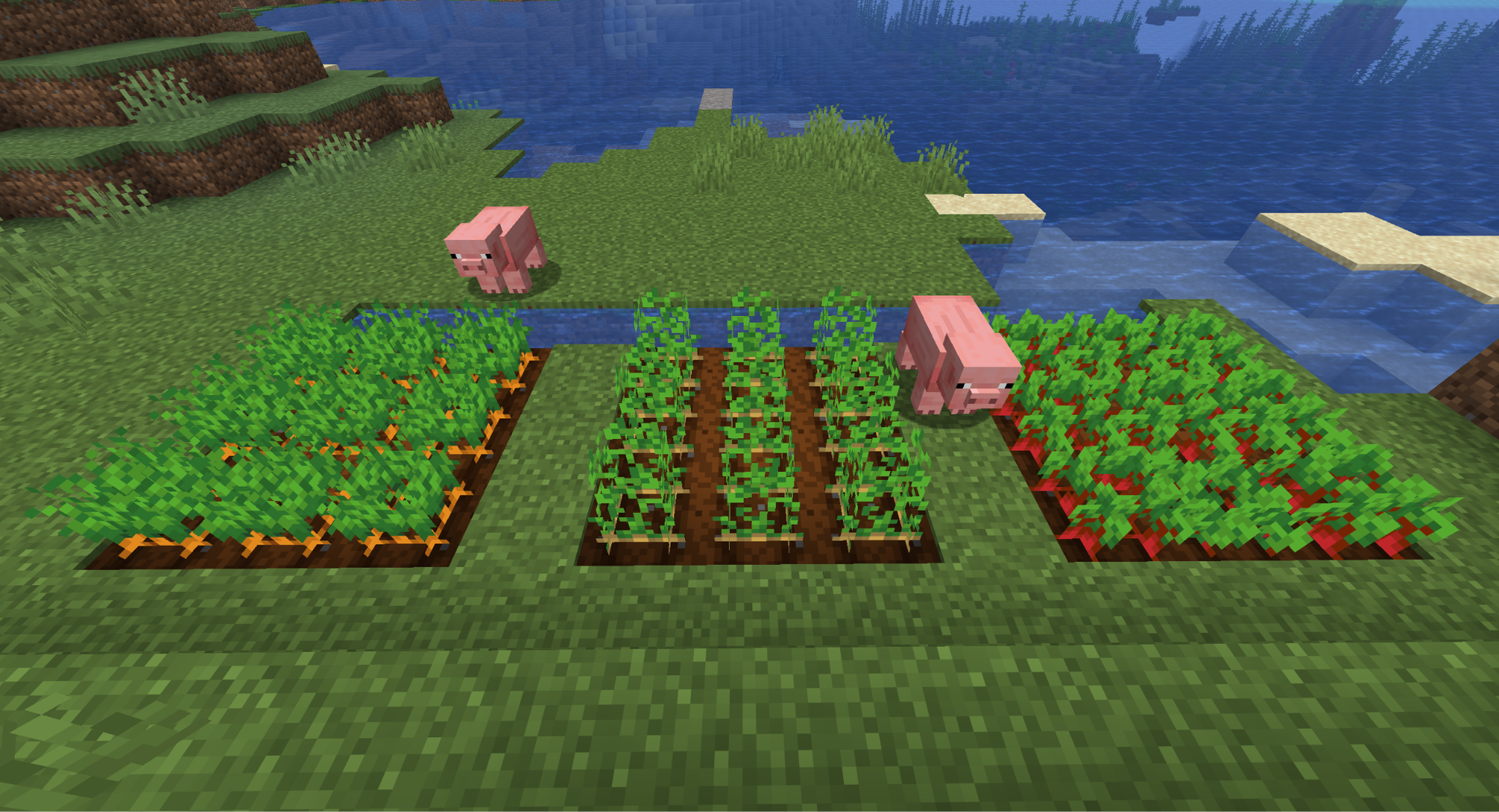 A Minecraft screenshot of two pigs standing near crop fields of carrot, potato, and beetroot.