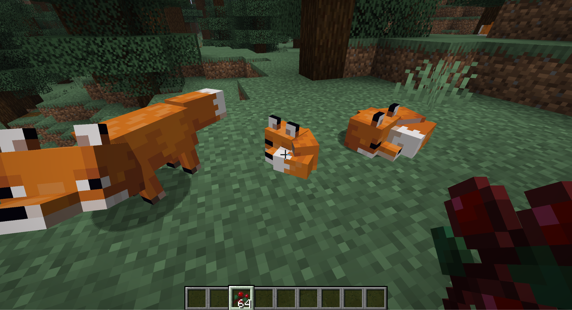 A Minecraft screenshot of the player holding sweet berries near two foxes and one baby.