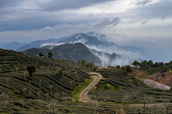 Tea terraces contoured into a misty hillside with a dirt path winding up through the rows, forested mountains and low cloud behind