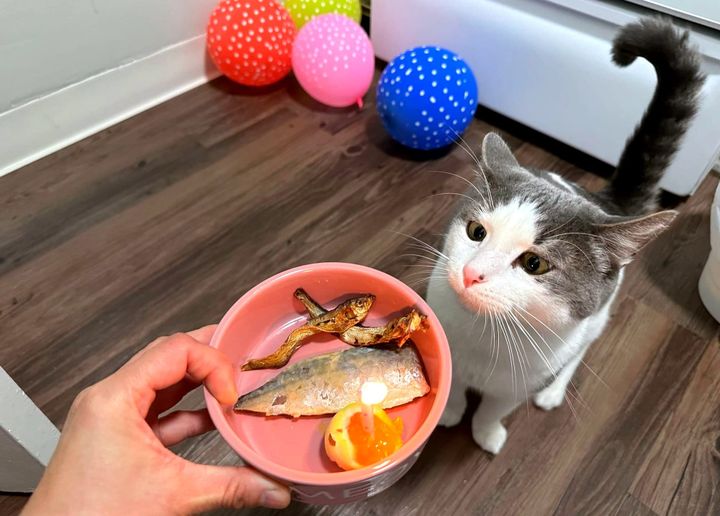 Adopting a cat from the shelter as a noob