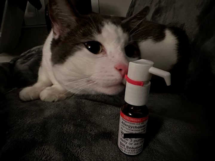 Trying Curex SLIT for my cat allergies