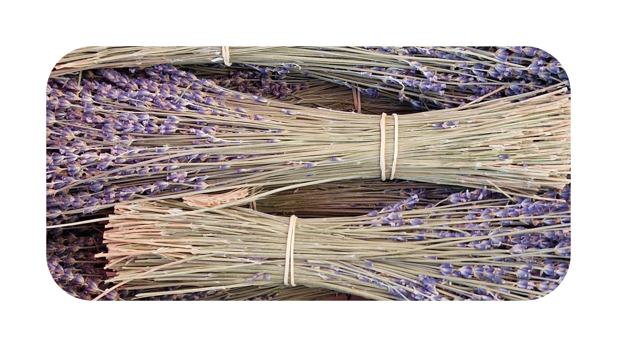 Bundles of lavender.