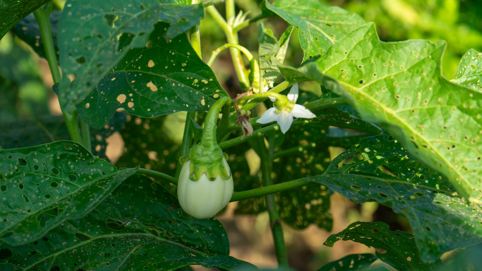 A close up of a growing white eggplant with a white flower.