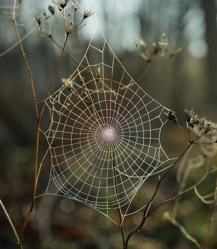 A spider web with a spiral pattern between two plants in the woods.