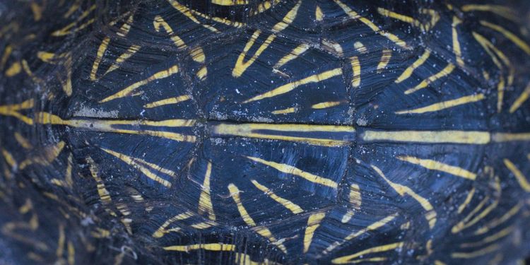 Lessons from our Shelled Kin