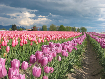 Localization - Do You Know the Dutch?