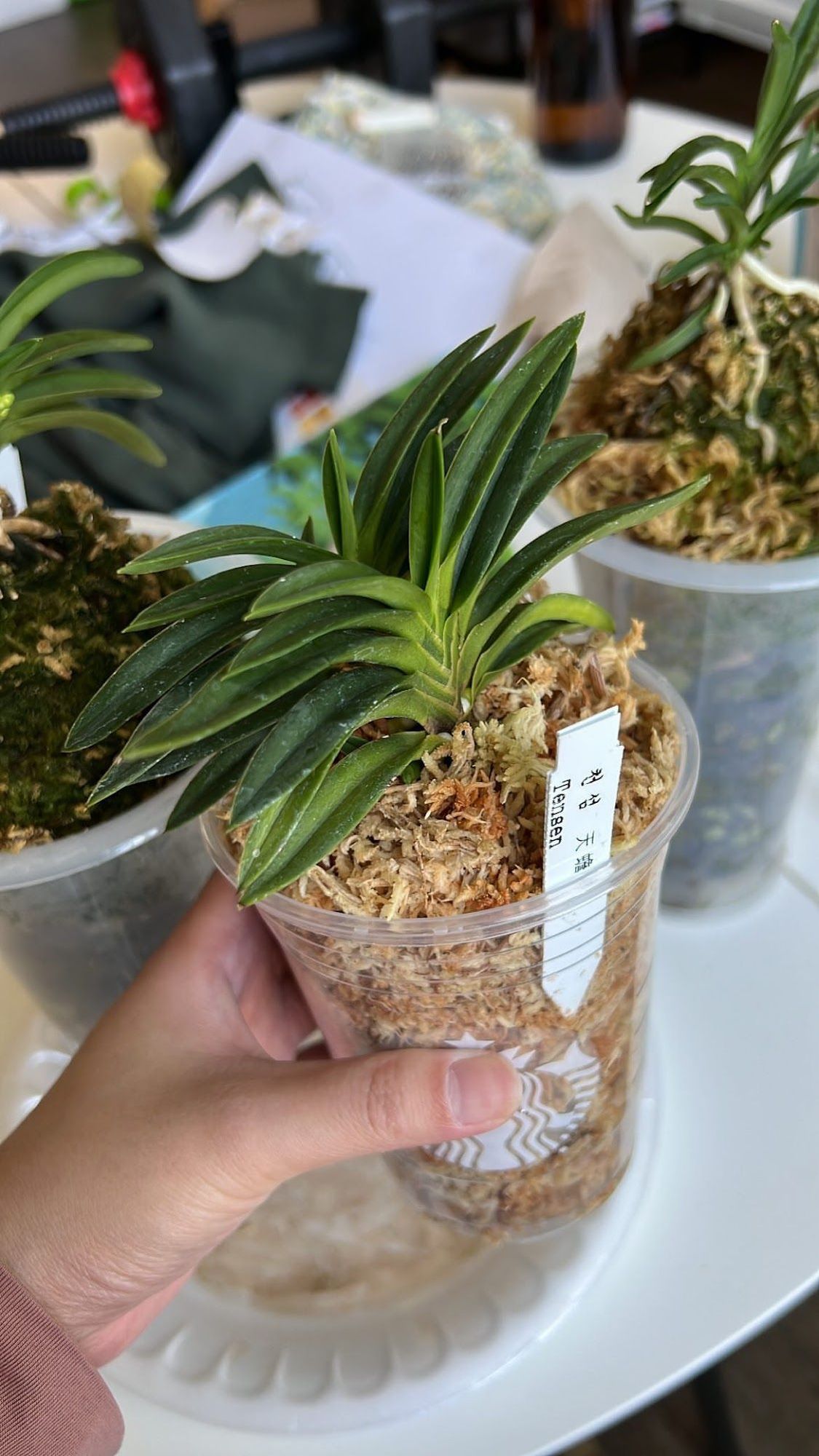 Neofinetia faclata "Tensen" 천섬 天蟾