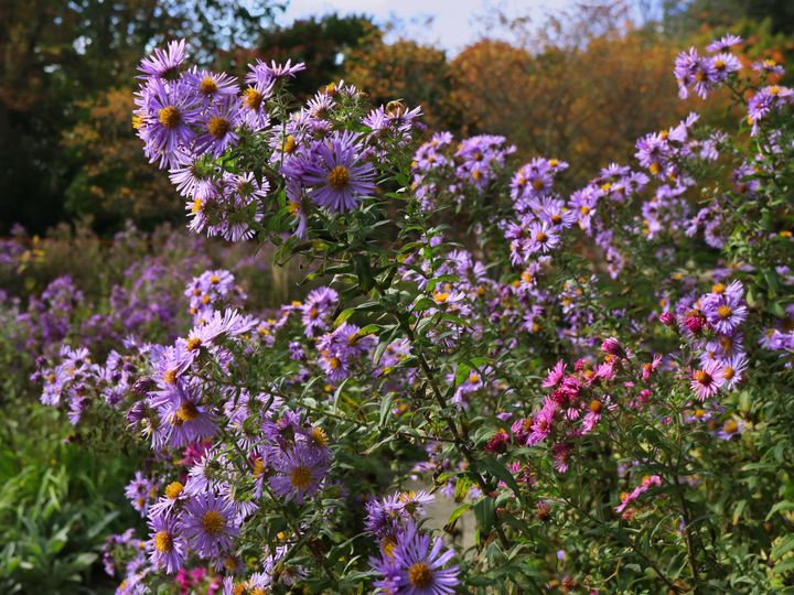 Park Nature Walk in Autumn