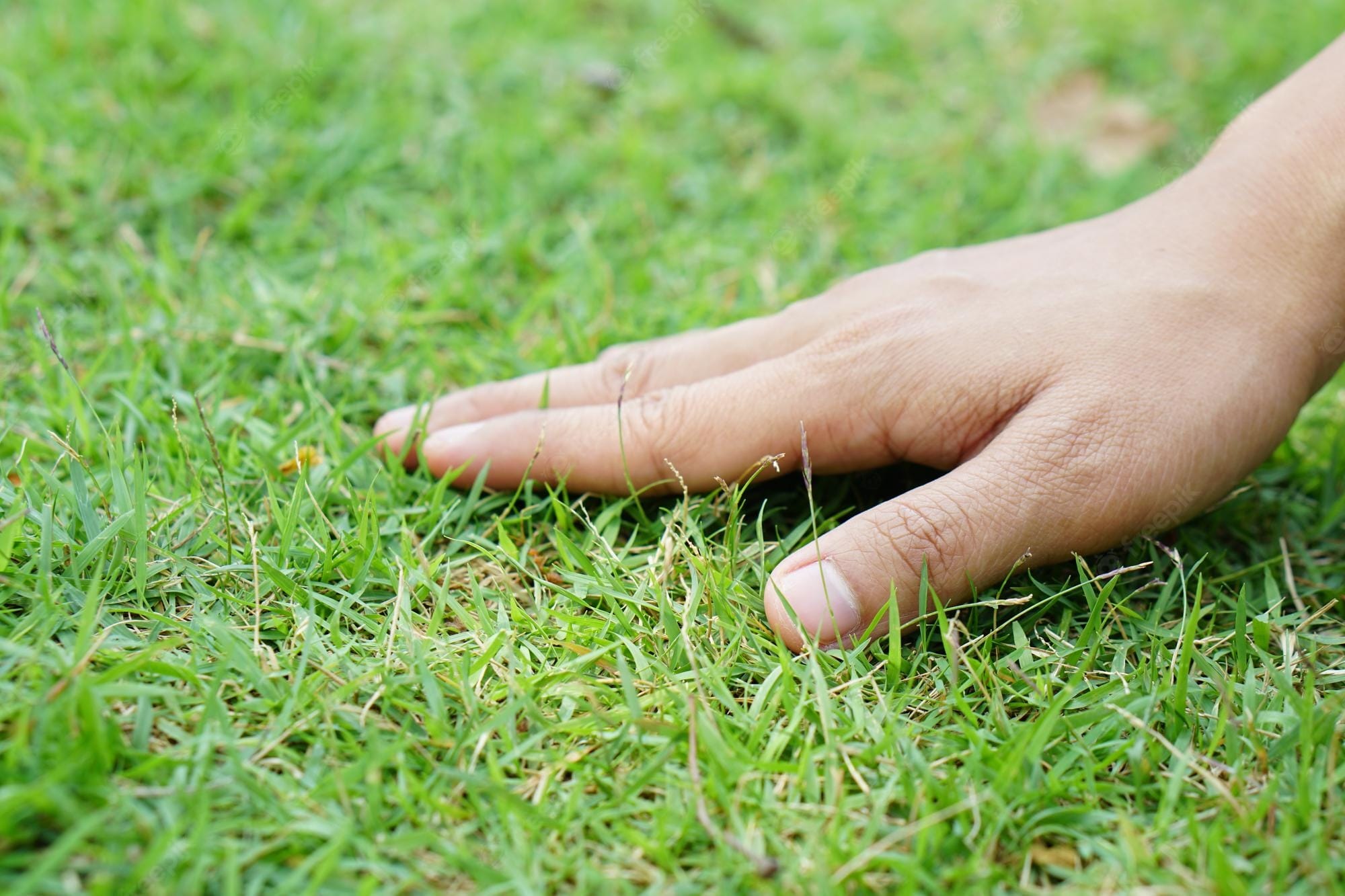 A hand touching grass
