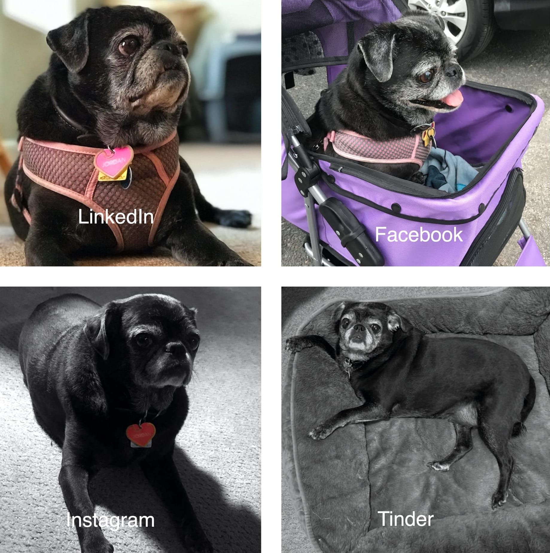 Pugs As People