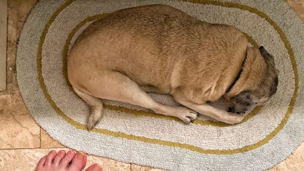 With Pugs You Are Never Alone