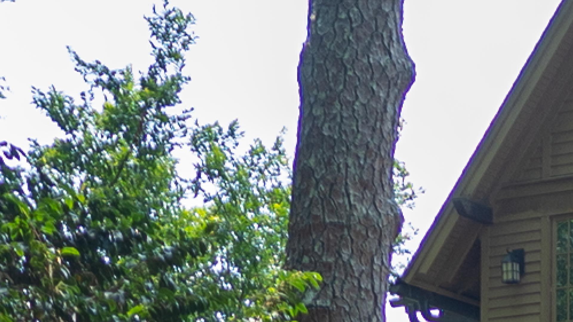 Zoomed-in area of raw image captured using Sirui Saturn 35mm and Canon EOS R6