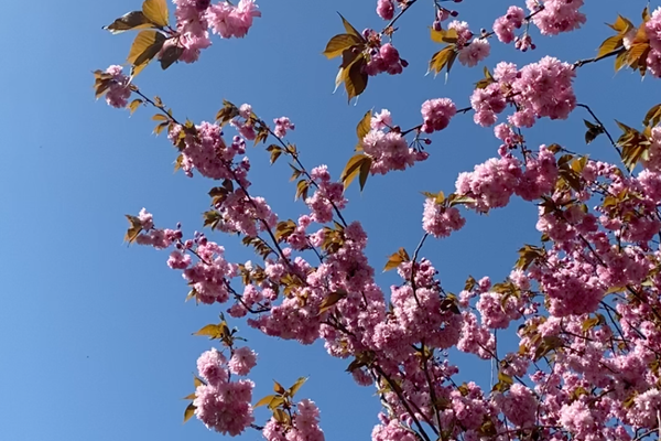 Spring Into Wellness: How to Refresh Your Mind and Body This Season