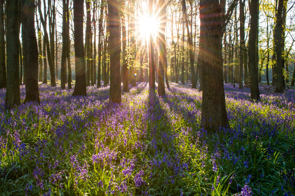 Experience the Magic of Bluebell Season Around Ealing