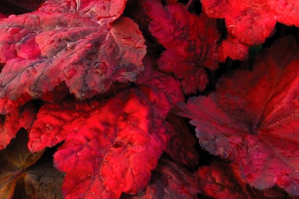 Four plants to bring autumn colour to your garden