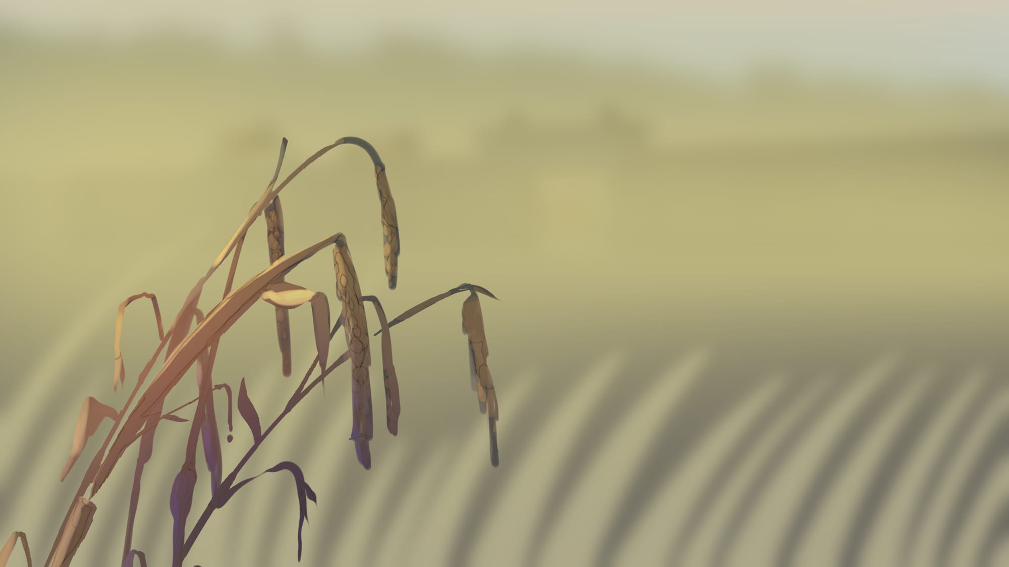 A wilting wheat stalk in a field.