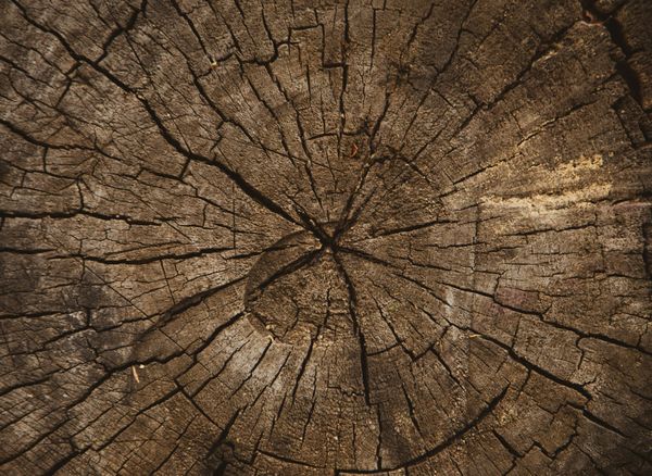 The Adulthood Trap - Why Life Feels Faster As You Get Older