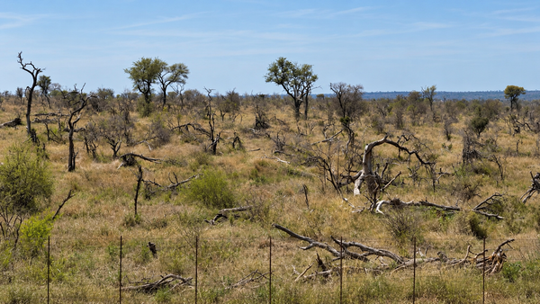 The Elephant Reckoning: The Wrong Question