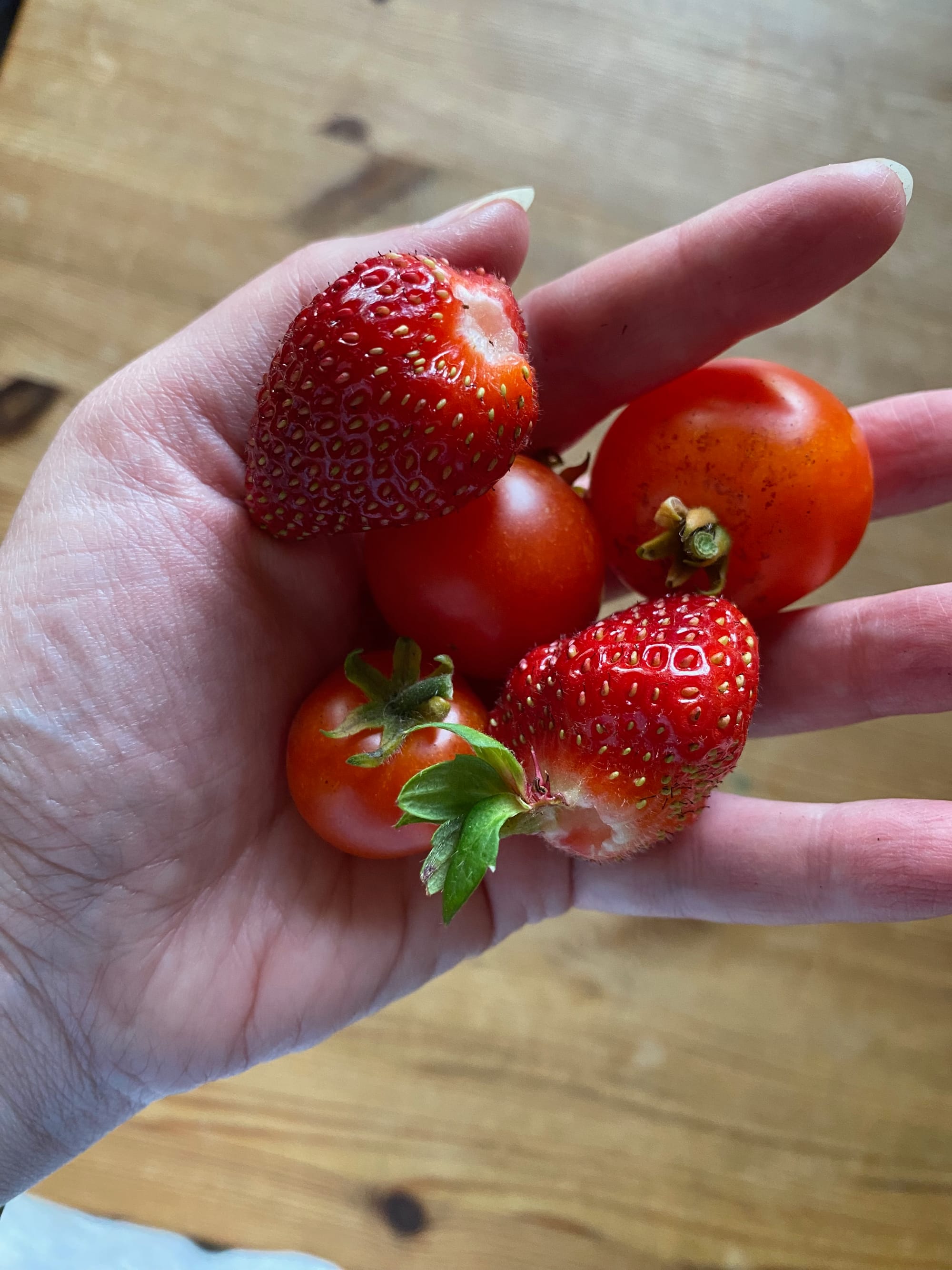 drei kleine Tomaten und zwei Erdbeeren auf einer Hand