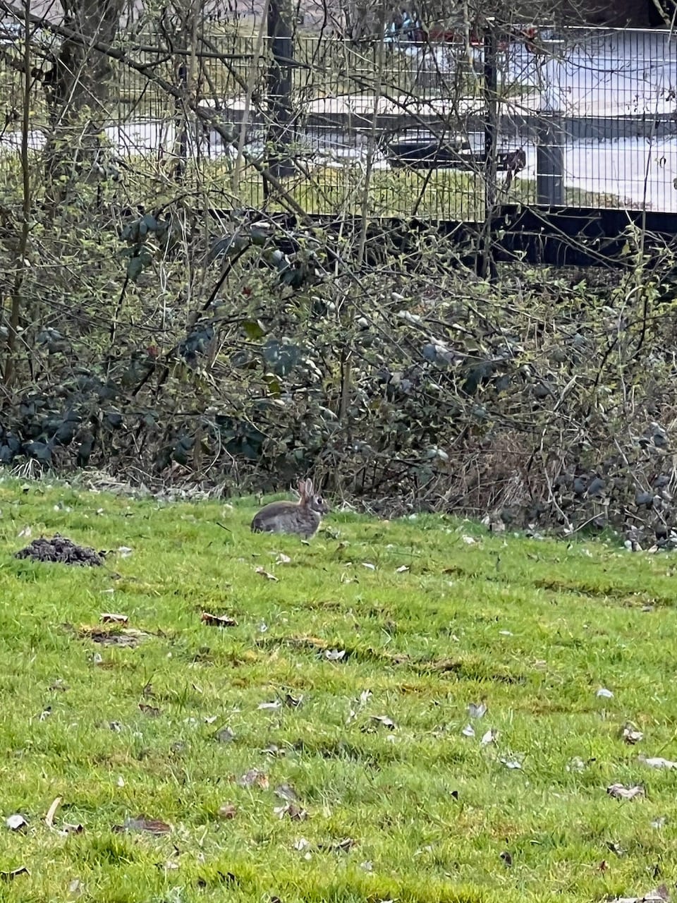 ein Wildkaninchen auf einer Wiese vor einer Hecke