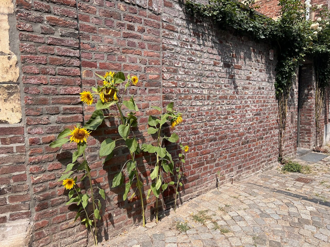 An einer Mauer wachsen Sonnenblumen. Die Blumen sehen schon leicht vertrocknet aus.