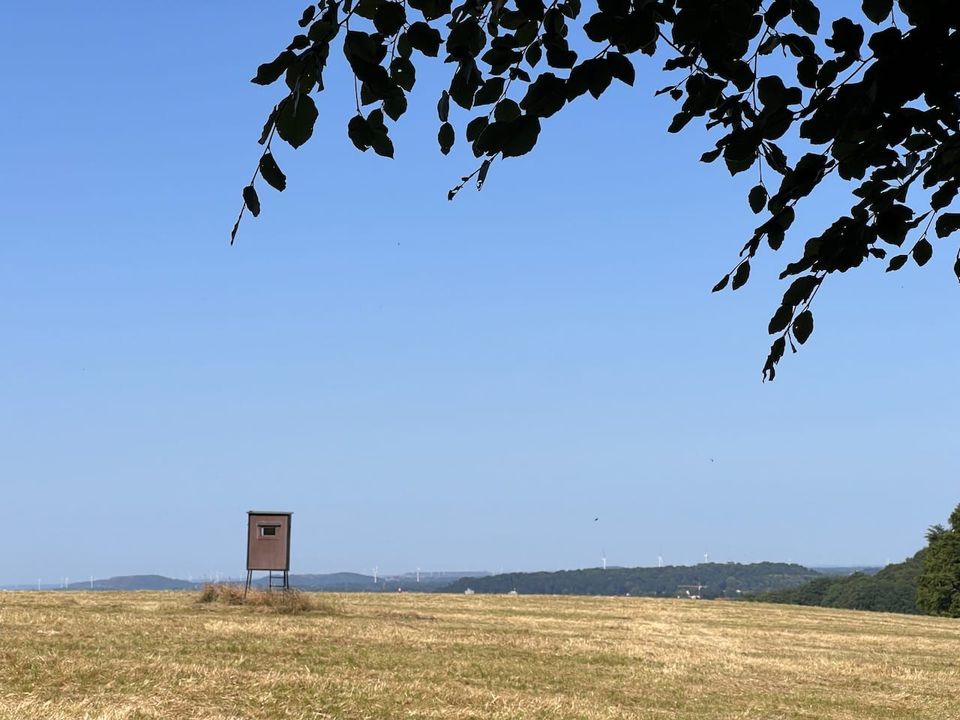 eine abgemähte Wiese, das Gras ist golden. Ein Hochsitz steht auf der Wiese. Im Hintergrund grüne Landschaft, Windräder. Vordergrund: Äste und Blätter.
