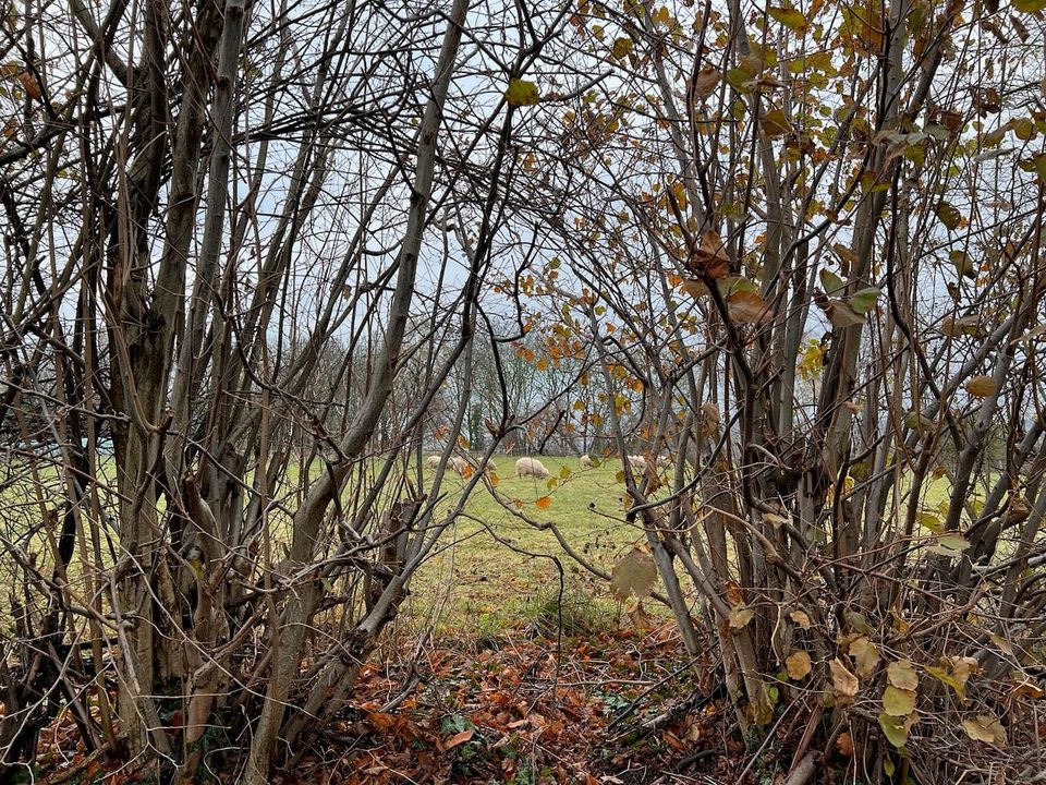 Wochenrückblick KW48