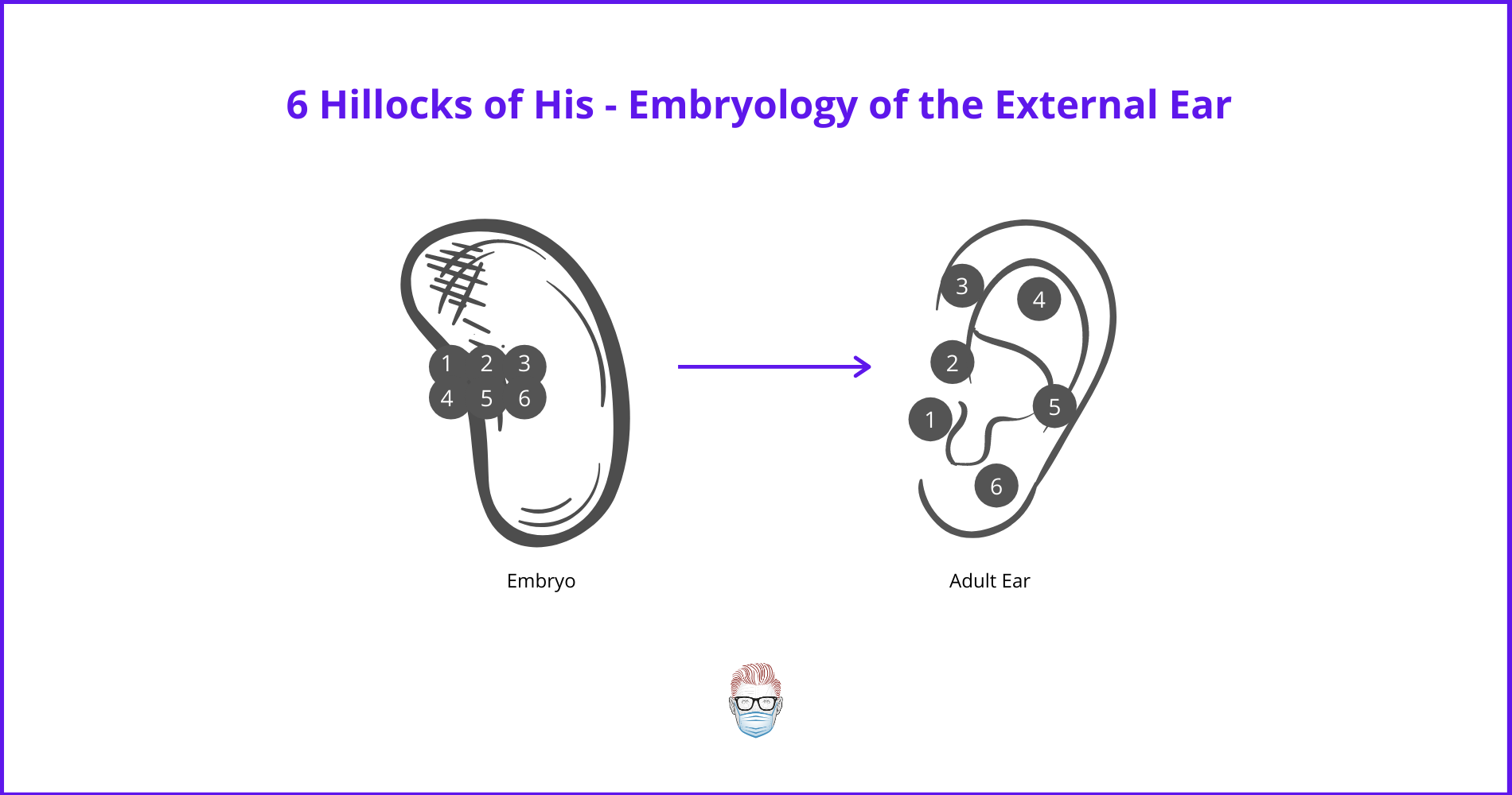 microtia, Tanzer, ear reconstruction, auricl, Brent, Nagata, surgery, embryology of the ear