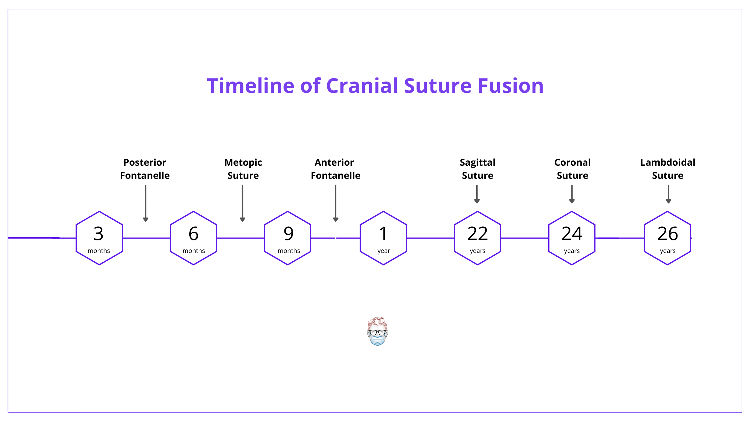 Cranial Sutures, Skull Anatomy, Anatomy, Skull, Sutures, Fontanelles, Metopic Suture, Coronal Suture, Saggital Suture, Squamosal Suture, Lambdoidal Suture, Posterior Fontanelle, Anterior Fontanelle