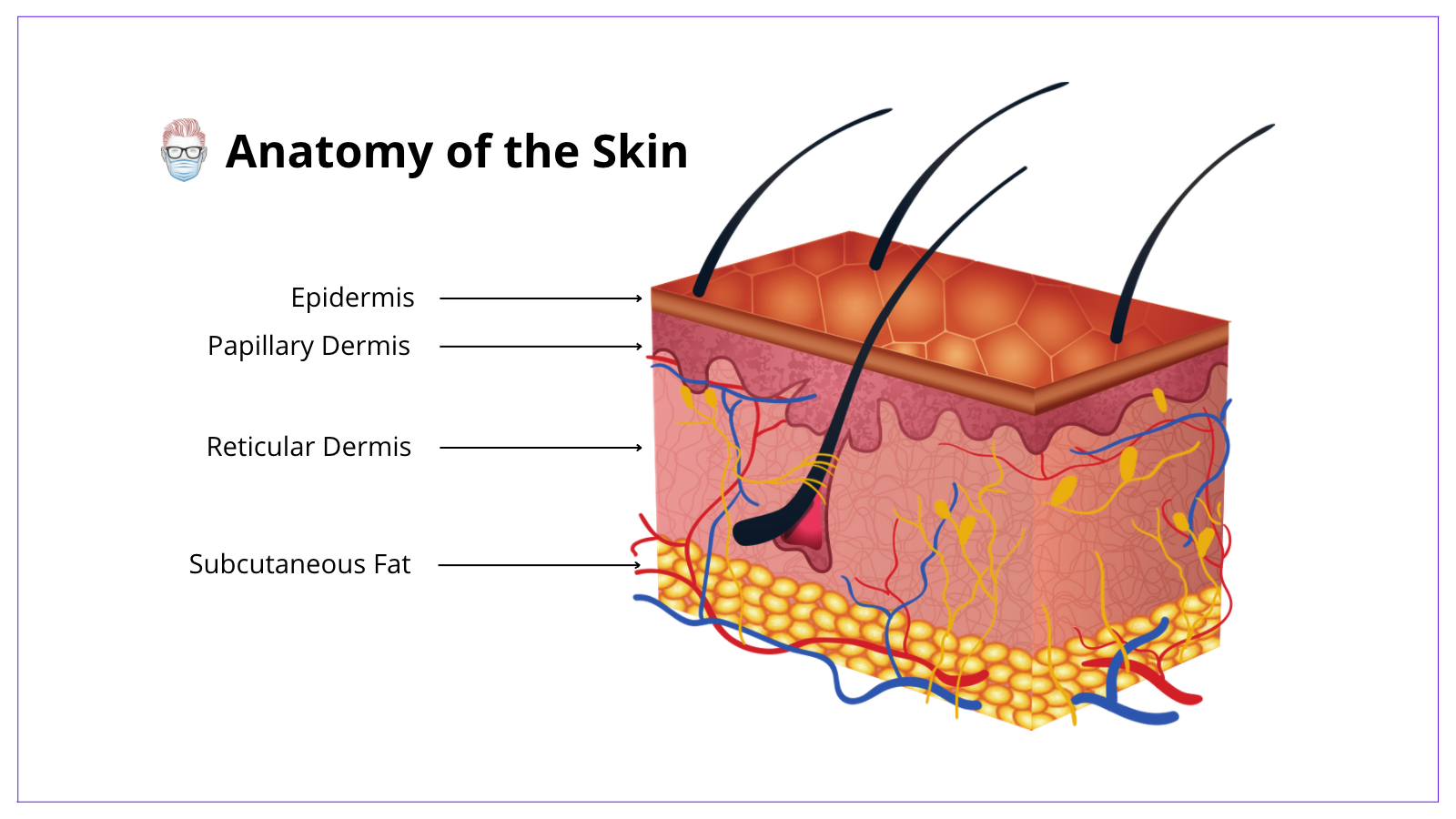 The Skin has multiple anatomical layers. The anatomy includes an epidermis, dermis and subcutaenous fat.